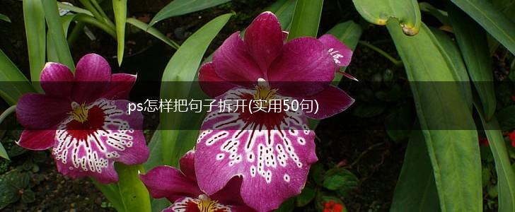 ps怎样把句子拆开(实用50句),第1张