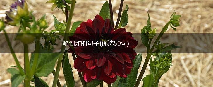 酷到炸的句子(优选50句),第1张