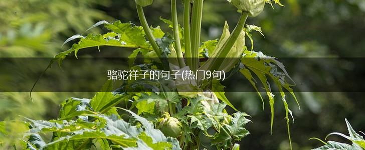 骆驼祥子的句子(热门9句),第1张