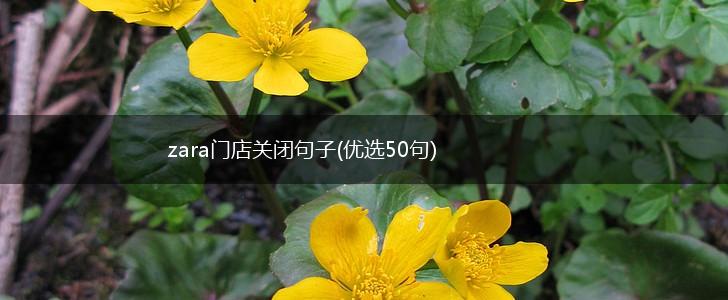 zara门店关闭句子(优选50句),第1张