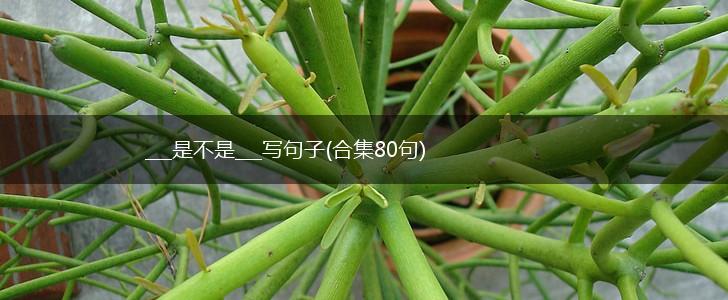 ___是不是___写句子(合集80句),第1张