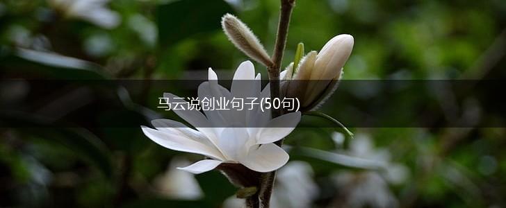 马云说创业句子(50句),第1张