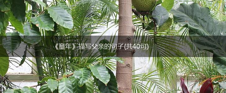 《童年》描写父亲的句子(共40句),第1张