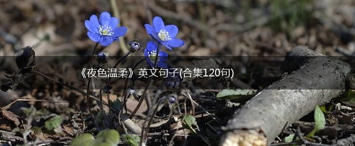 《夜色温柔》英文句子(合集120句),第1张