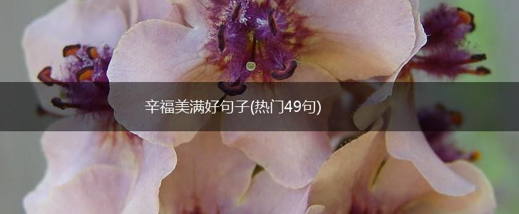 辛福美满好句子(热门49句),第1张