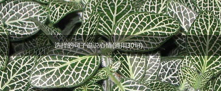 选择的句子说说心情(通用30句),第1张