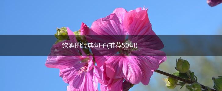 饮酒的经典句子(推荐50句),第1张
