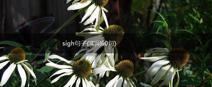 sigh句子(实用60句),第1张