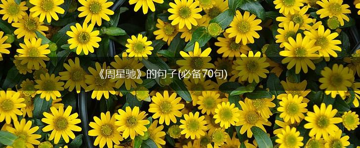 《周星驰》的句子(必备70句),第1张