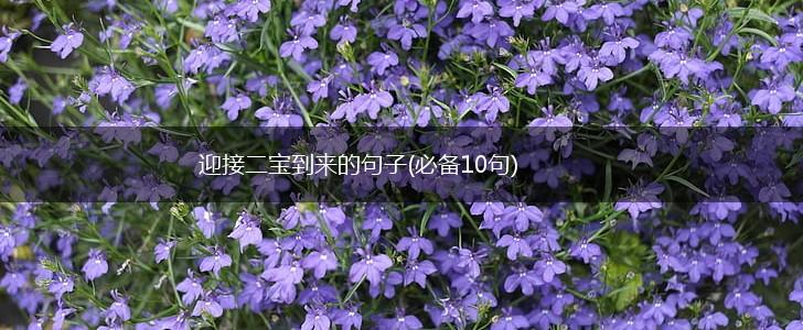 迎接二宝到来的句子(必备10句),第1张