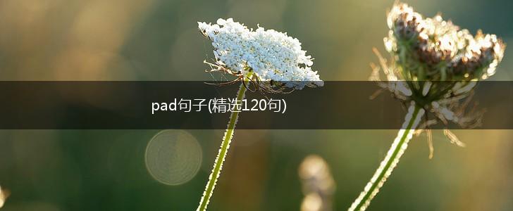 pad句子(精选120句),第1张