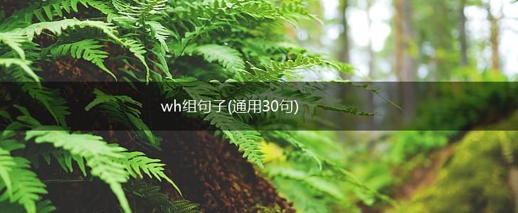 wh组句子(通用30句),第1张