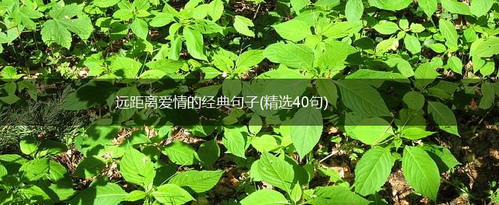 远距离爱情的经典句子(精选40句),第1张