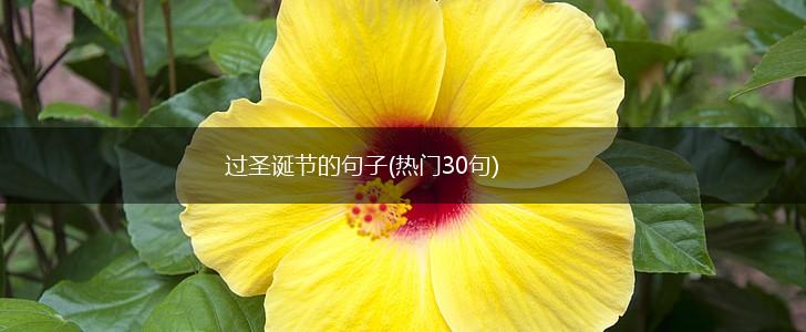 过圣诞节的句子(热门30句),第1张