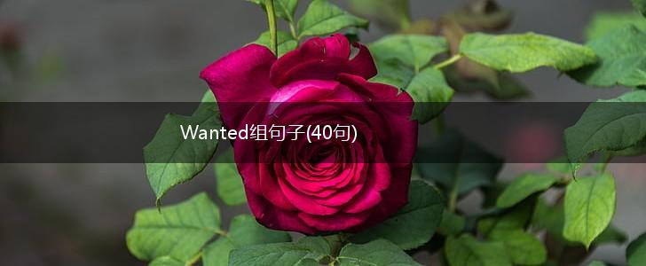 Wanted组句子(40句),第1张