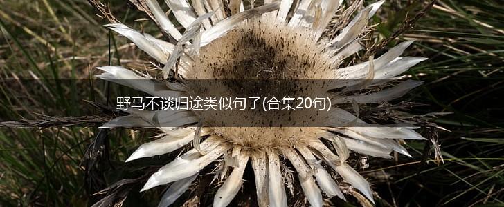 野马不谈归途类似句子(合集20句),第1张