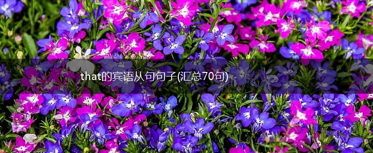 that的宾语从句句子(汇总70句),第1张