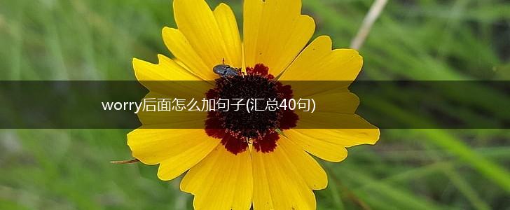 worry后面怎么加句子(汇总40句),第1张