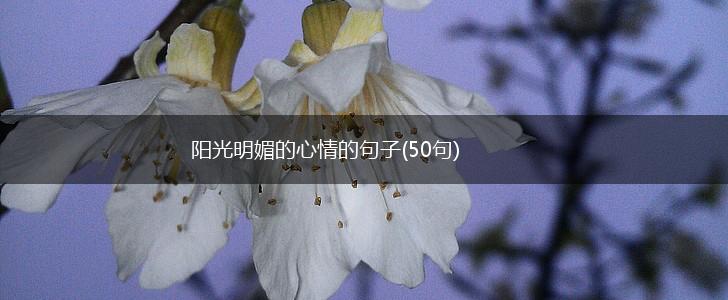 阳光明媚的心情的句子(50句),第1张