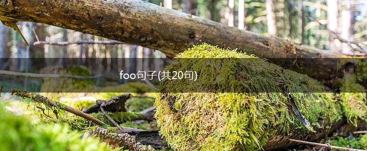 foo句子(共20句),第1张