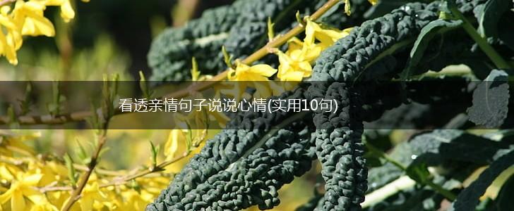 看透亲情句子说说心情(实用10句),第1张