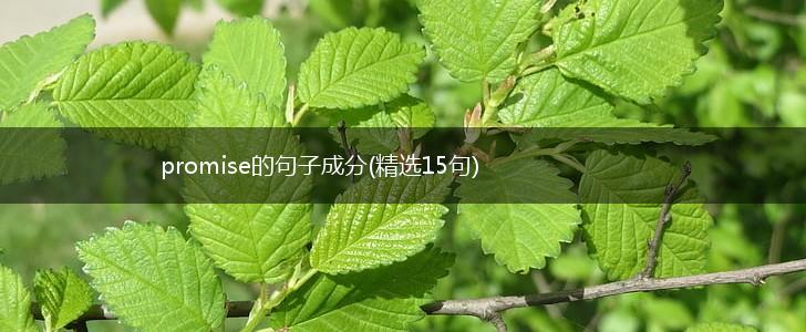 promise的句子成分(精选15句),第1张