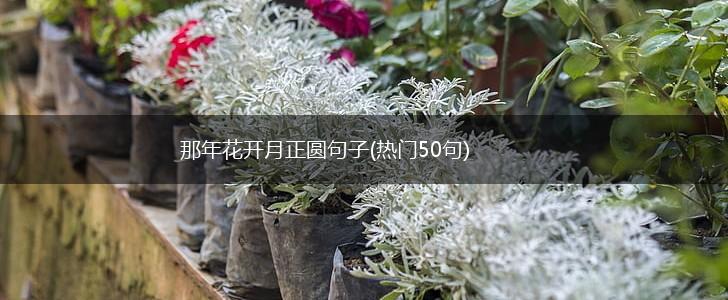 那年花开月正圆句子(热门50句),第1张