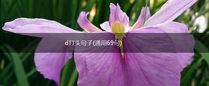 d打头句子(通用69句),第1张