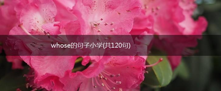 whose的句子小学(共120句),第1张