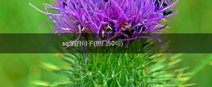 sq里的句子(热门50句),第1张