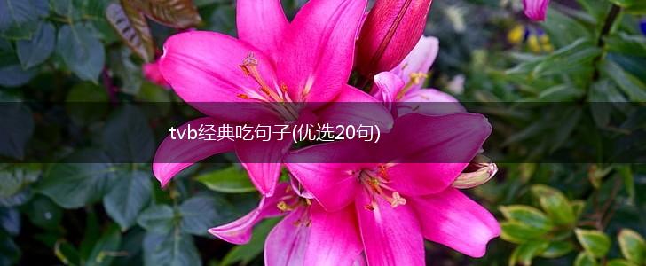 tvb经典吃句子(优选20句),第1张
