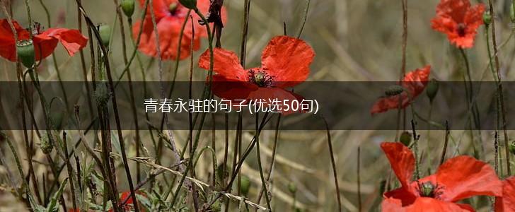 青春永驻的句子(优选50句),第1张