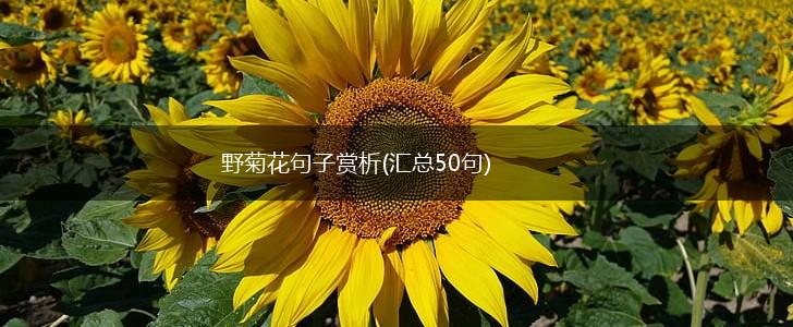 野菊花句子赏析(汇总50句),第1张