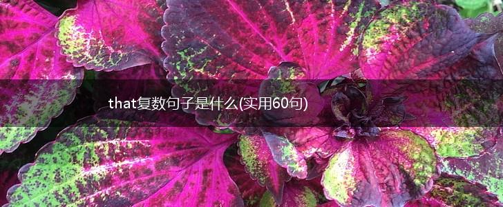 that复数句子是什么(实用60句),第1张