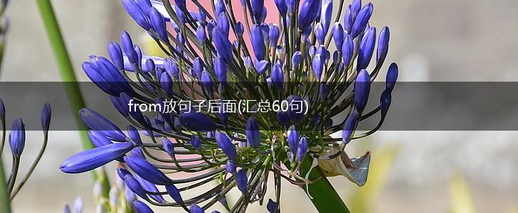 from放句子后面(汇总60句),第1张