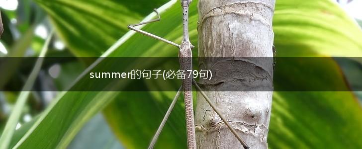summer的句子(必备79句),第1张