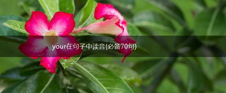your在句子中读音(必备70句),第1张