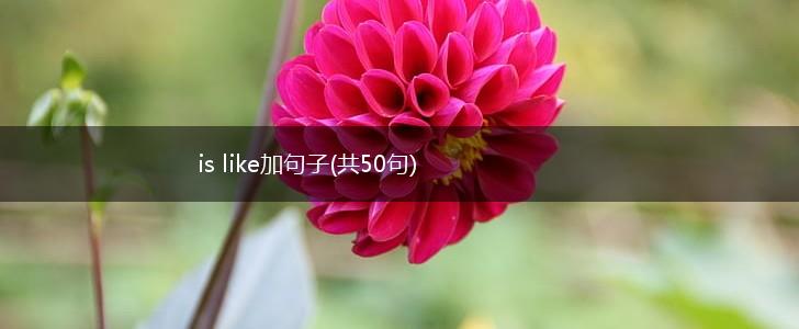 is like加句子(共50句),第1张
