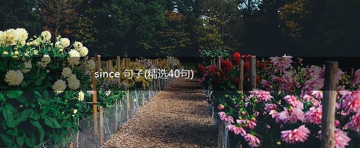 since 句子(精选40句),第1张