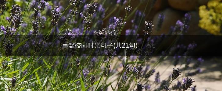 重温校园时光句子(共21句),第1张