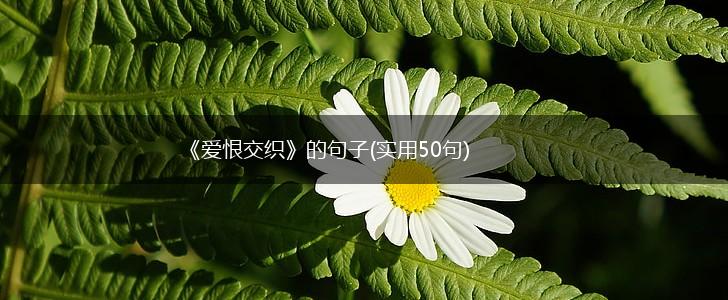 《爱恨交织》的句子(实用50句),第1张