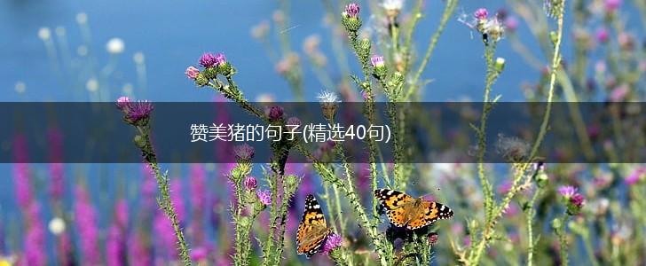 赞美猪的句子(精选40句),第1张