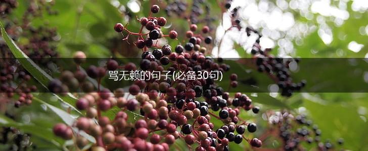 骂无赖的句子(必备30句),第1张
