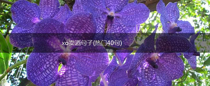 xo卖酒句子(热门40句),第1张
