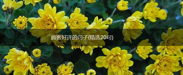 顾客好评的句子(精选20句),第1张