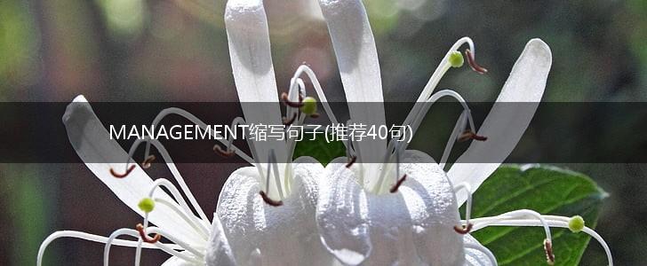 MANAGEMENT缩写句子(推荐40句),第1张