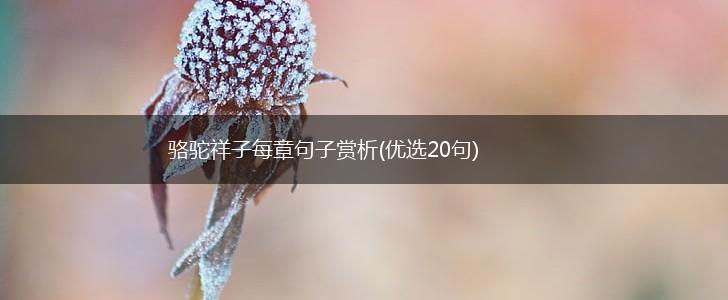 骆驼祥子每章句子赏析(优选20句),第1张