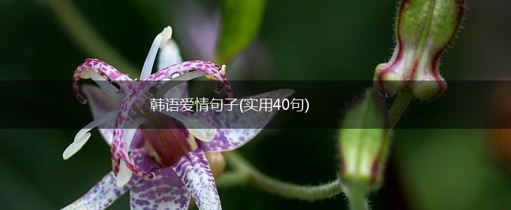 韩语爱情句子(实用40句),第1张