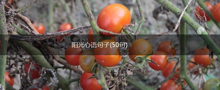 阳光心语句子(50句),第1张