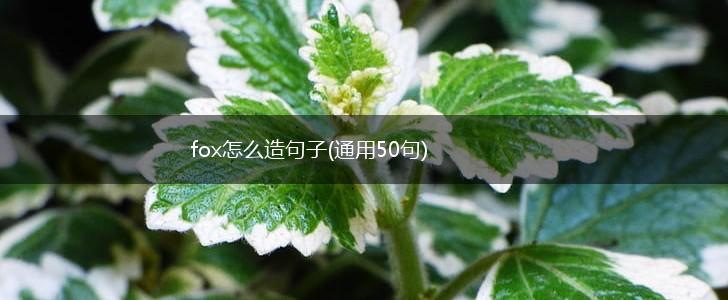 fox怎么造句子(通用50句),第1张
